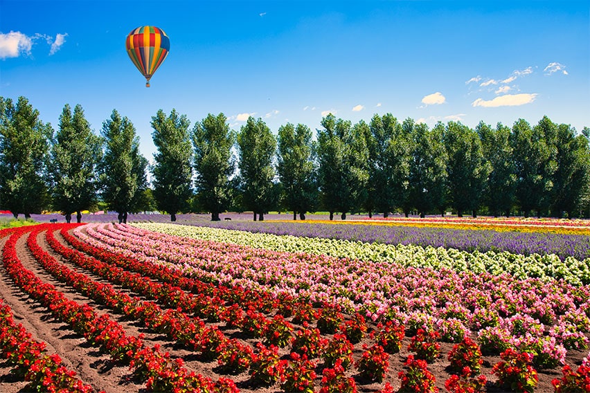 Beautiful flower garden