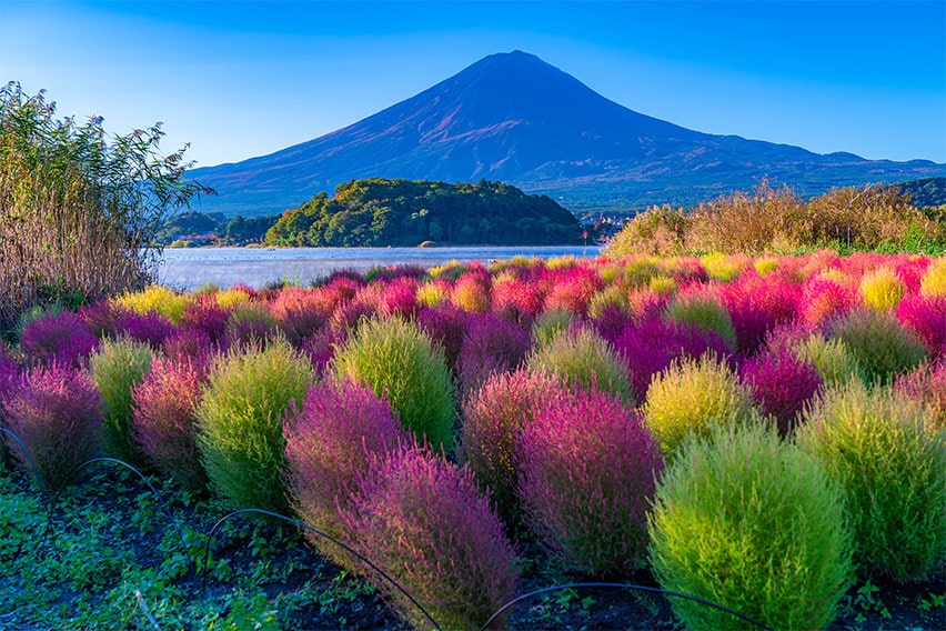 Lake Kawaguchi: Kochia and Mt. Fuji