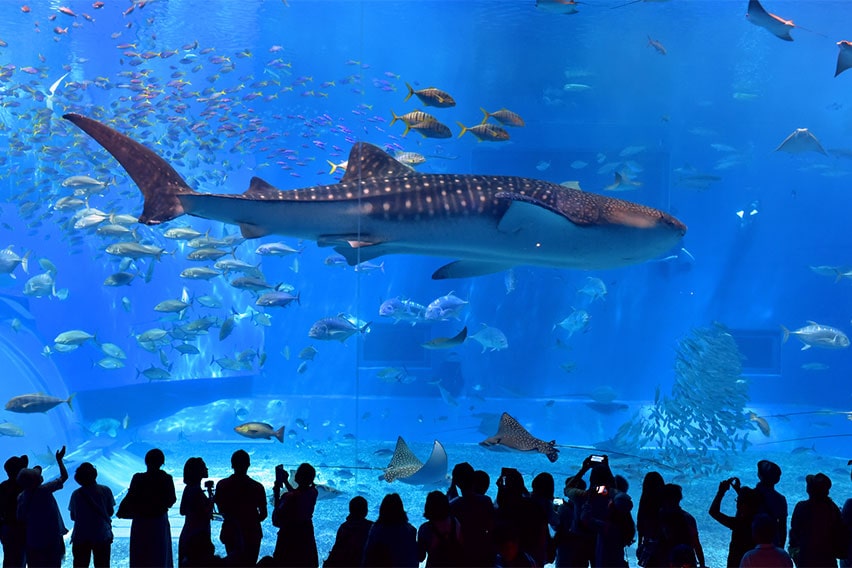 Okinawa Churaumi Aquarium