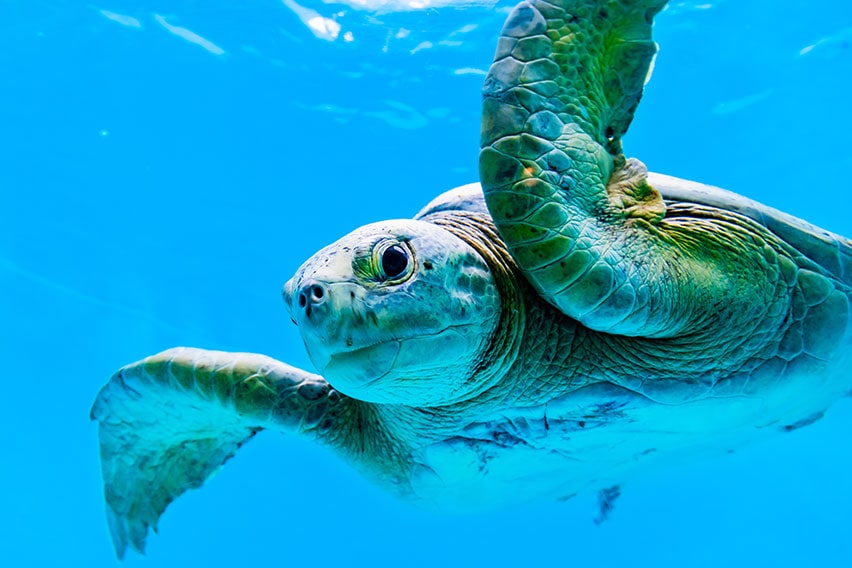 Sea turtle