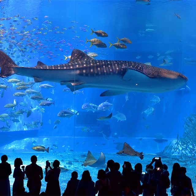OKINAWA CHURAUMI AQUARIUM
