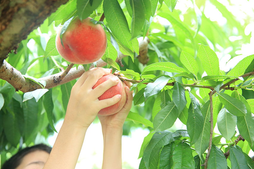 Yamanashi: Peach picking