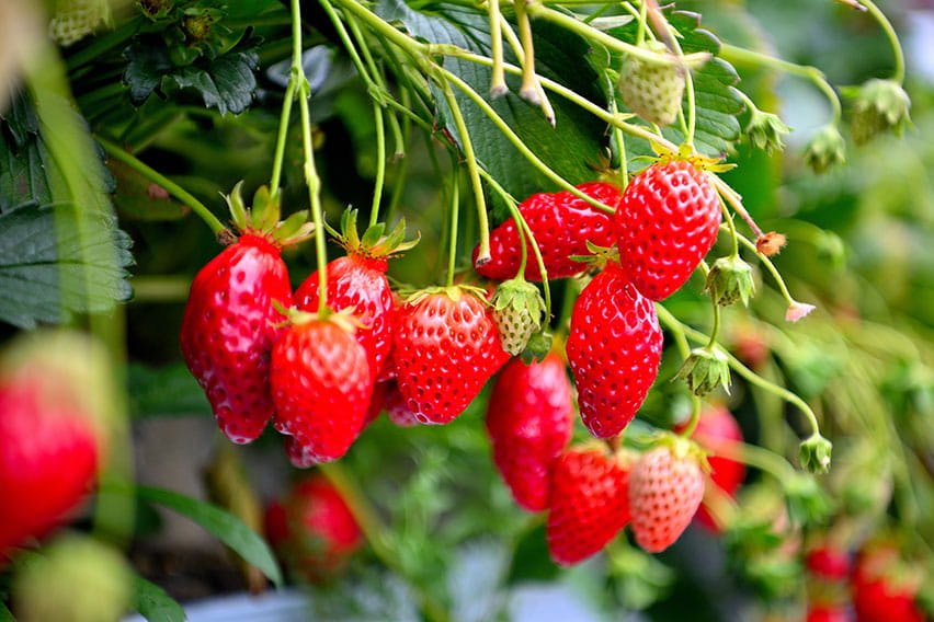 Shizuoka: Strawberry Picking