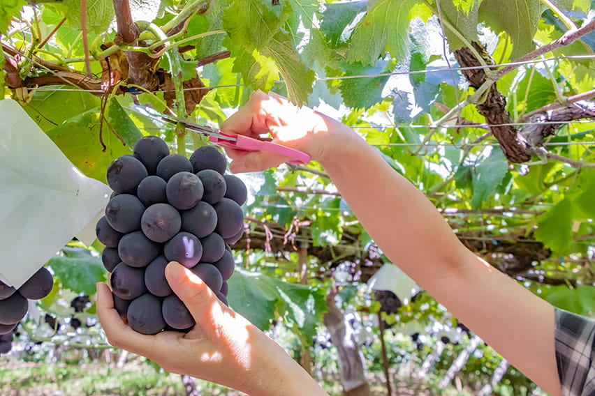 Yamanashi: Grape picking