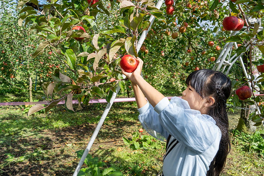 Nagano: Apple Picking
