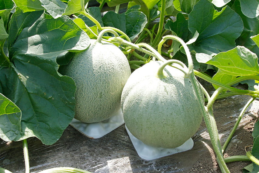Hokkaido: Melon Picking