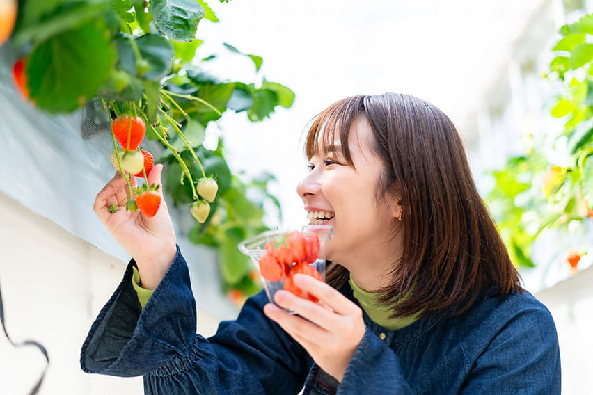 Hokkaido: Strawberry Picking
