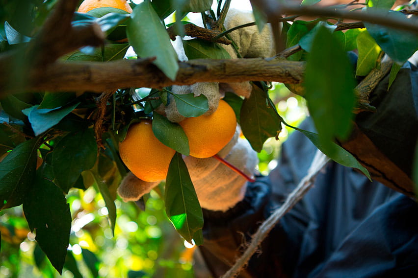 Wakayama: Mandarin orange picking