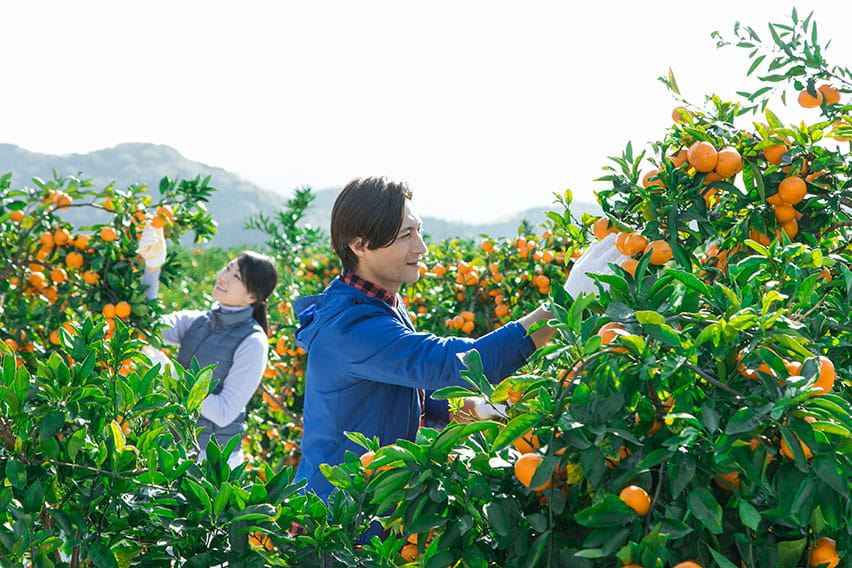 Ehime: Mandarin orange picking