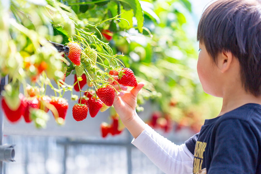 Fukuoka: Amaou Picking