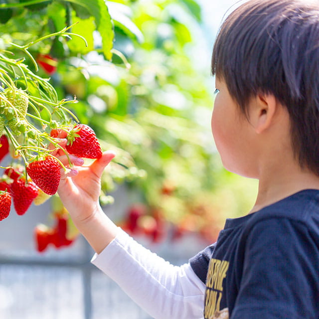 Fruit Harvesting Experience