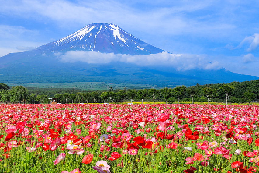 Lake Yamanaka (Yamanashi)