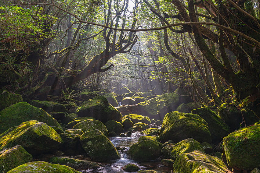 Yakushima (Kagoshima)