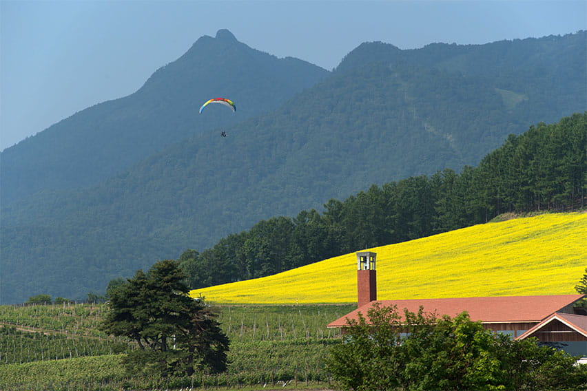 Paragliding (Furano)