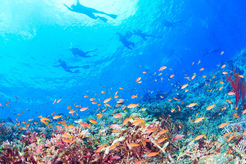 Snorkeling (Okinawa)