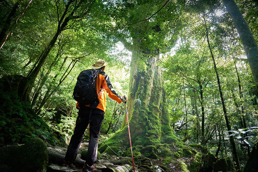 Trekking (Yakushima)