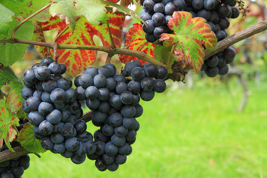 Pinot Noir (Hokkaido)