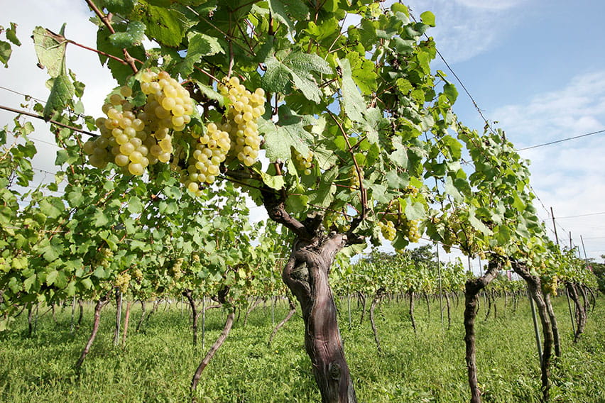 Chardonnay (Yamagata)