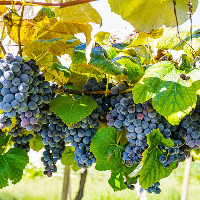 Wine Tasting Wine Farm Visit