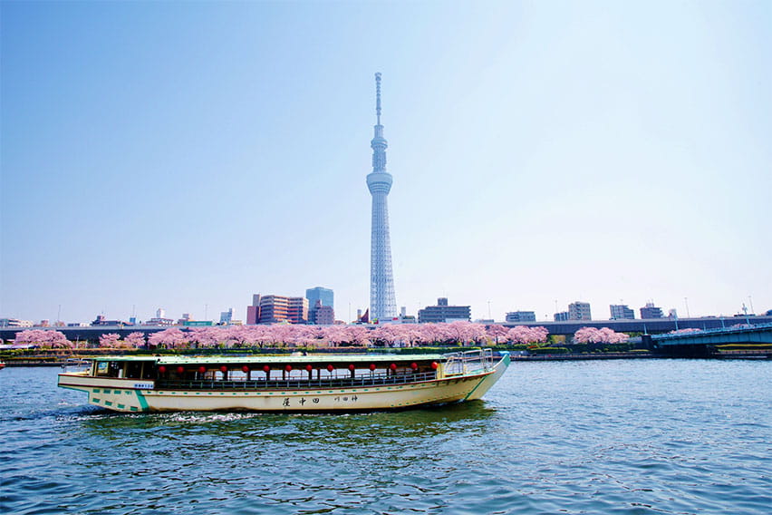 Cherry blossoms of Sumida River