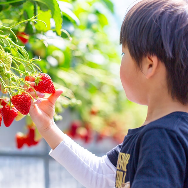 Fruit Harvesting Experience