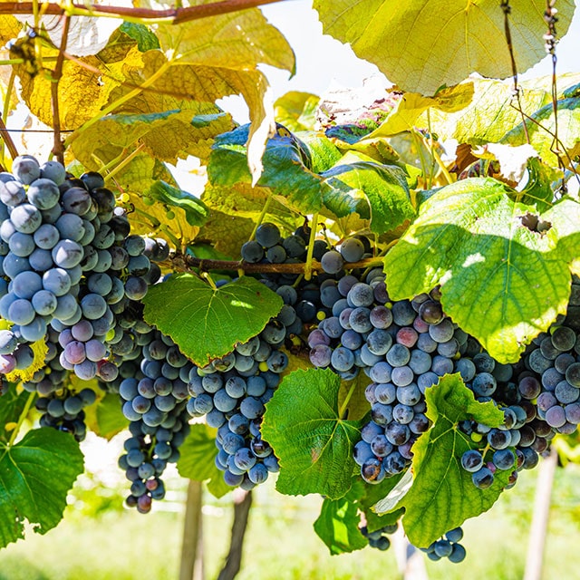 Wine Tasting & Wine Farm Visit