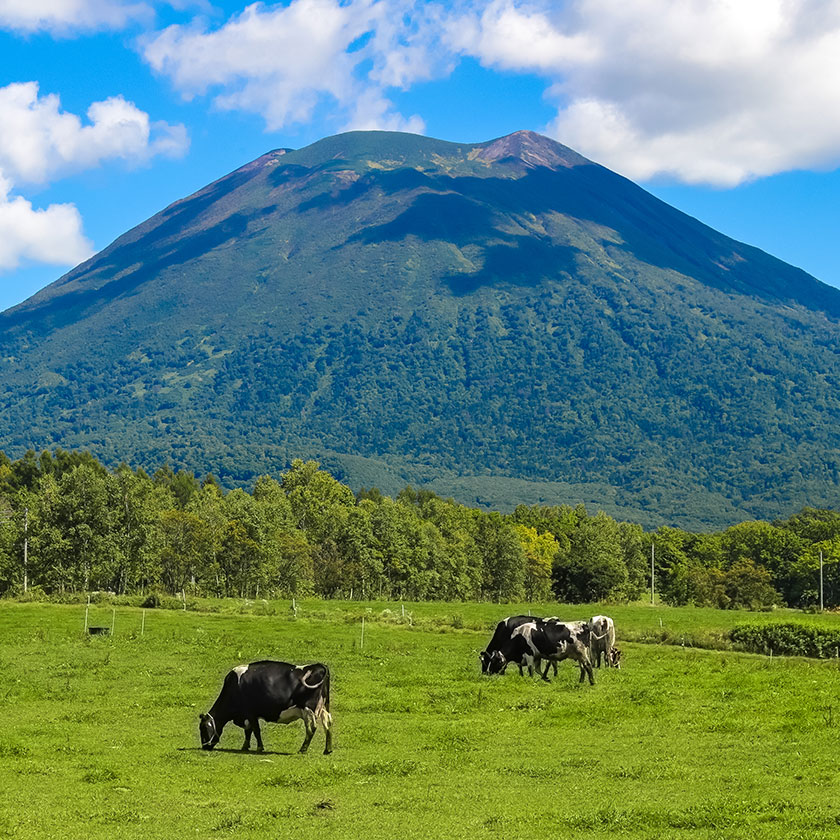 Stay in Niseko<br>
(no major transfers)<br>
Tailored Activities Day