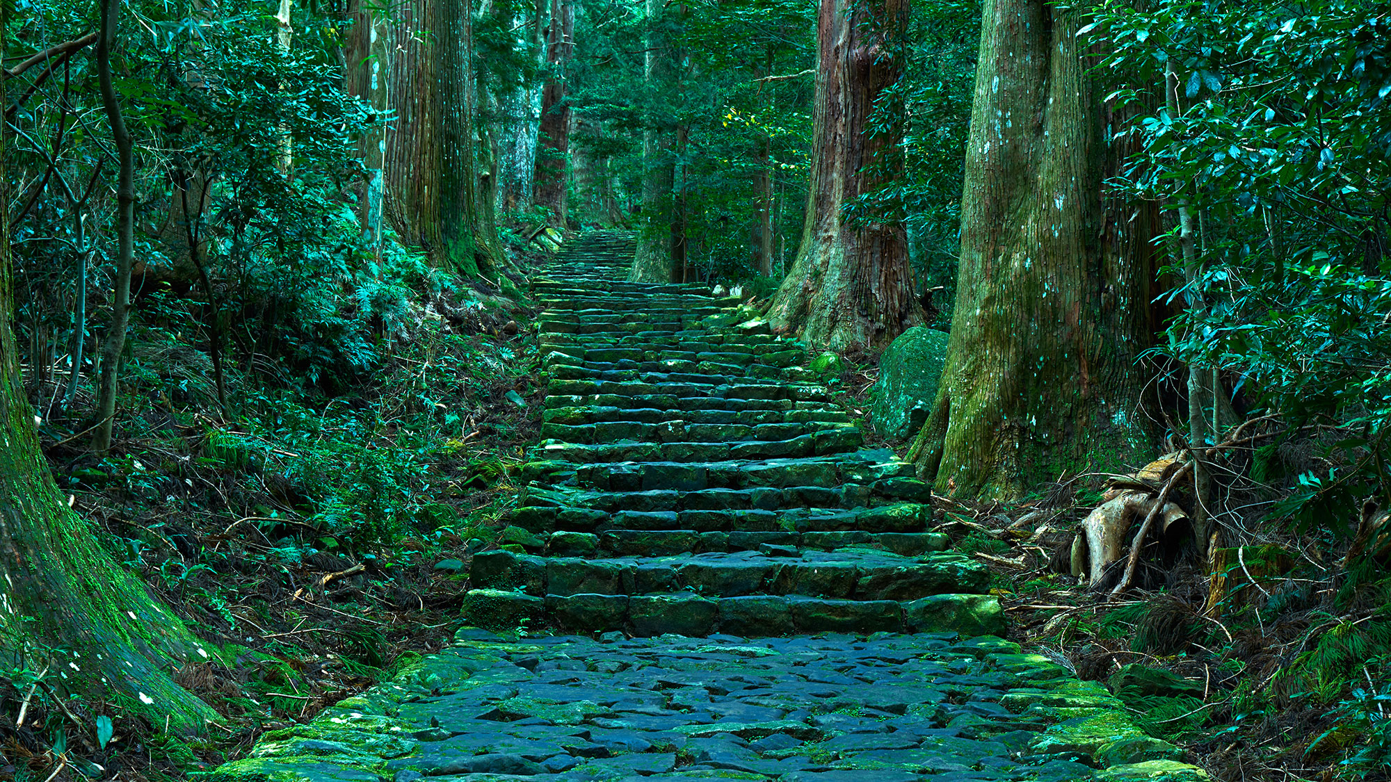 【Sacred Journey through Koyasan & Kumano Kodo】Pilgrimage Trails of Kii Mountains