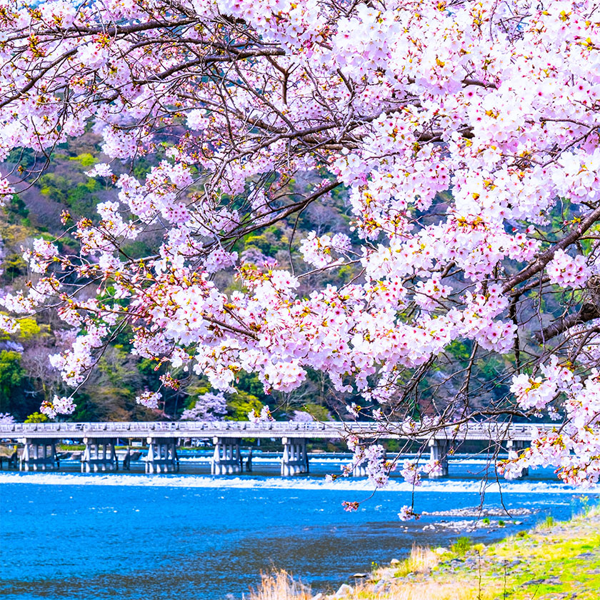 Kyoto Full-Day Sightseeing