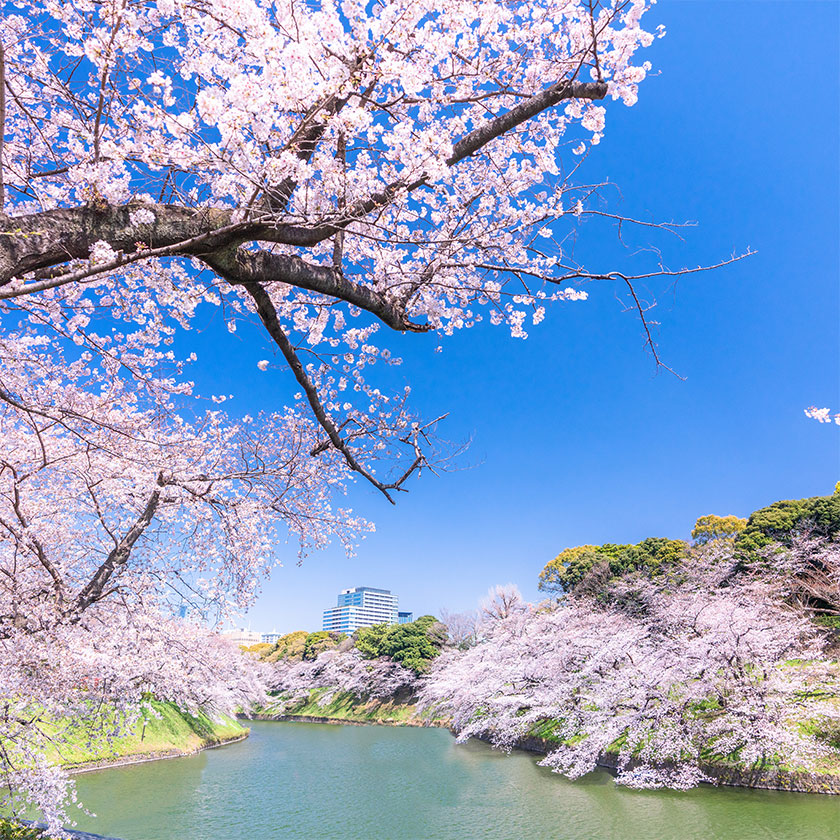 Tokyo Full-Day Sightseeing