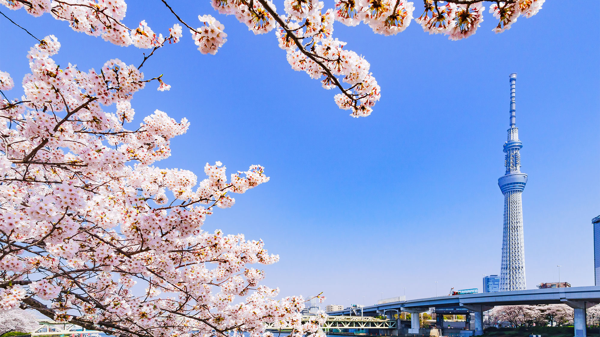 Springtime Sakura Journey – Discover Japan Beyond the Cities (13 Days)