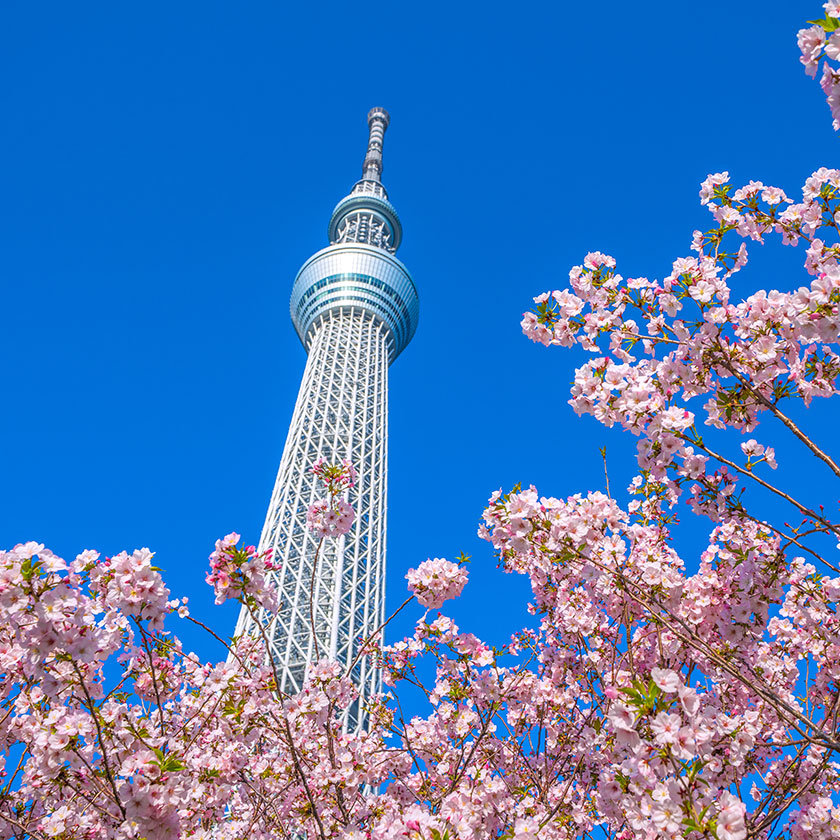 Tokyo Full-Day<br>
Sightseeing