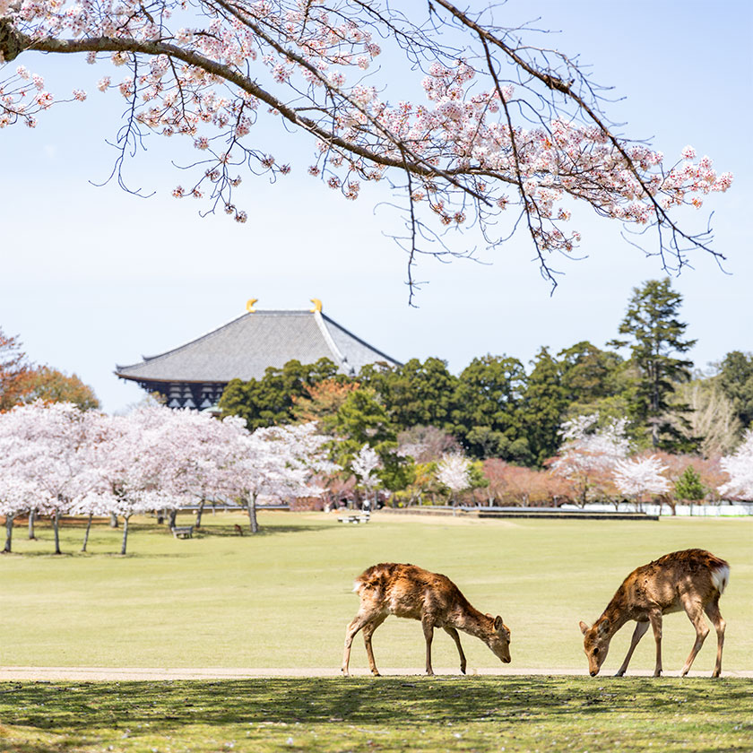 Excursion to Nara